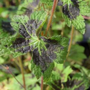 Geranium phaeum var. phaeum 'Samobor' ---